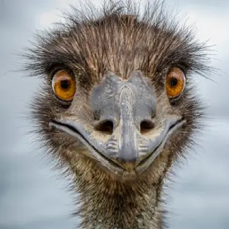 Emu